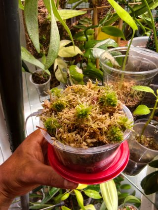 Tarrina de musgo sphagnum vivo