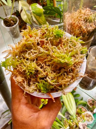 Tarrina de musgo sphagnum vivo