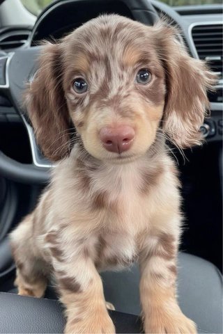 Puedo cuidar o pasear tu perro si estás fuera