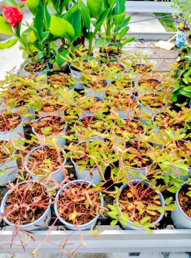 Planta Mimosa Púdica Sensitiva