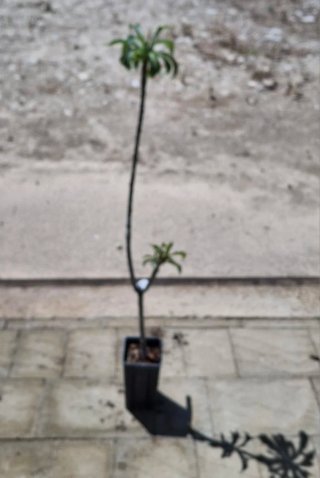 P.Pudica