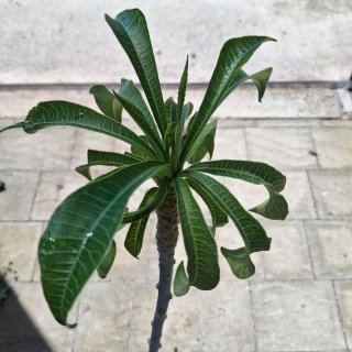 P.Pudica