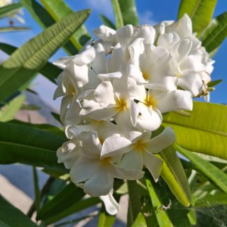 P.Pudica