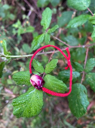 Pulsera de Protección con Rosa Natural • Larayaral