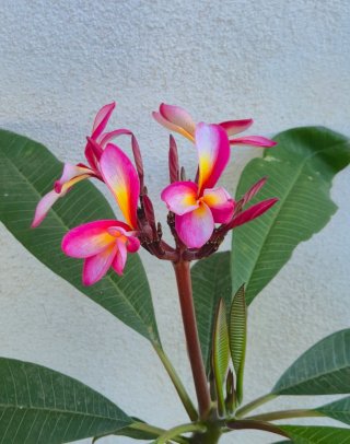 Talea di Plumeria Florencia