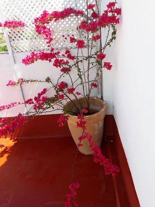 Piso en alquiler en San Bernardo en Sevilla