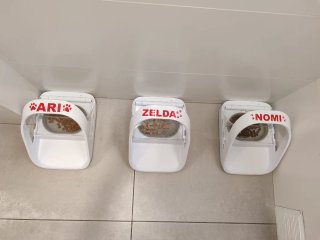 Pegatina personalizada para mascotas