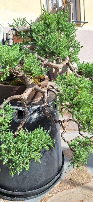 Bonsái Juniperus Thurifera