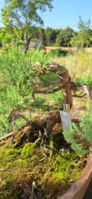 Bonsái Juniperus Thurifera