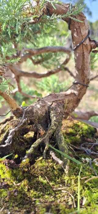 Bonsái Juniperus Thurifera