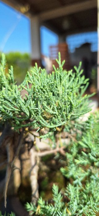 Bonsái Juniperus Thurifera