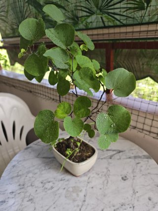Bonsái Árbol de Amor
