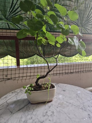 Bonsái Árbol de Amor
