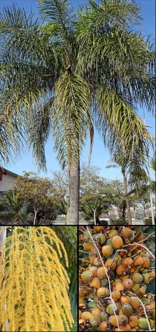 3 Semillas Palmera Coco Plumoso