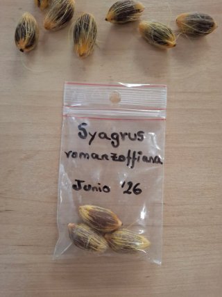 3 Semillas Palmera Coco Plumoso
