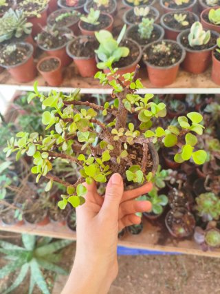 Portulacaria afra / Jade enano