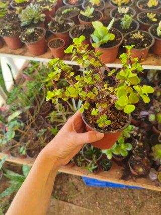 Portulacaria afra / Jade enano