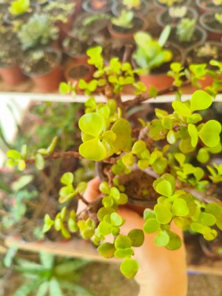 Portulacaria afra / Jade enano