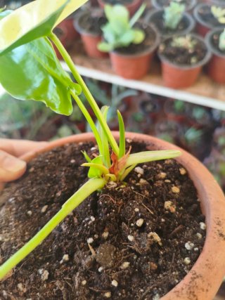 Philodendron Burle Max Variegata Hijuelo