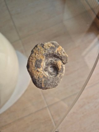 Fósil Ammonite