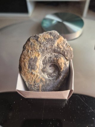 Fósil Ammonite
