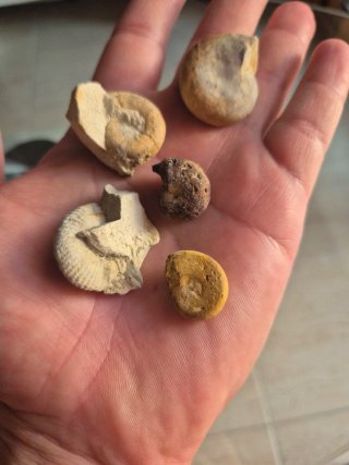 Fósiles de Amonites