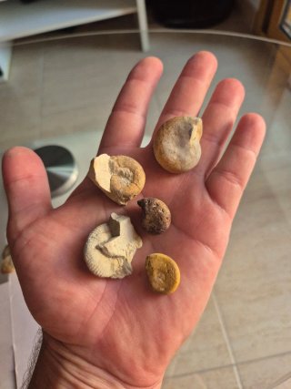 Fósiles de Amonites