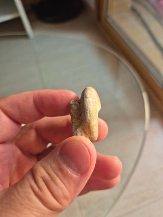 Fósil Ammonite