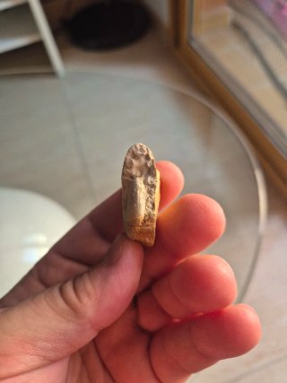 Fósil Ammonite