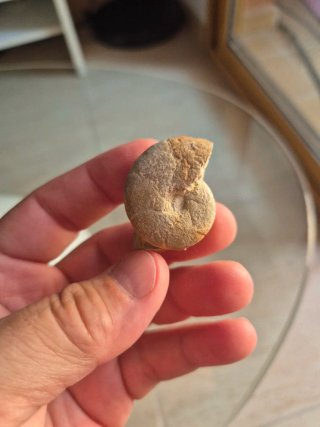 Fósil Ammonite