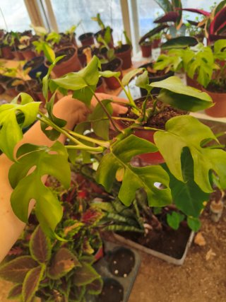 Rhaphidophora tetrasperma "Mini Monstera"