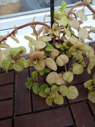 Planta de Dinero
