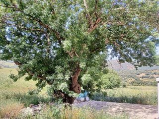 Terreno en venta en Algatocín