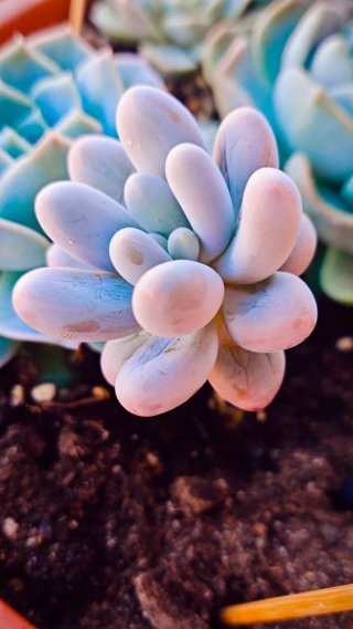Pachyphytum Pink Love 10cm