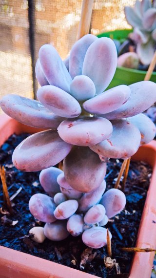 Pachyphytum Lumière Pianta Succulenta 18cm