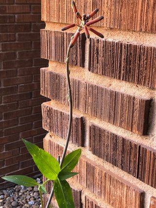 Planta natural, Áloe Aristata