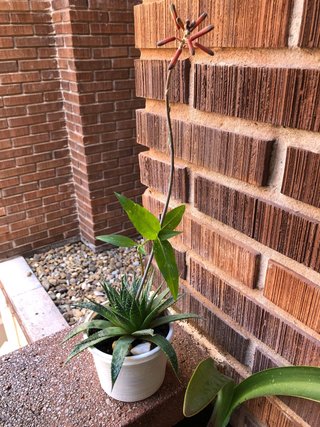 Planta natural, Áloe Aristata