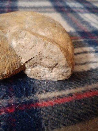 Amonites del Jurásico