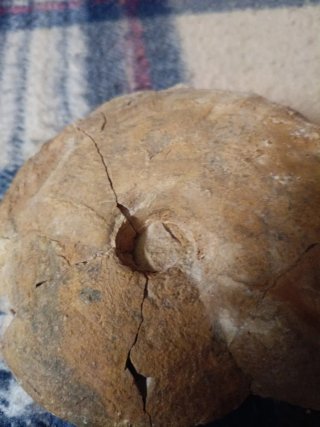 Amonites del Jurásico