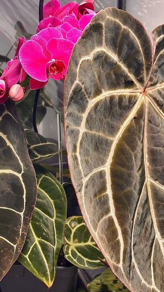 Anthurium Crystallinum grande