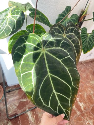 Anthurium Crystallinum grande
