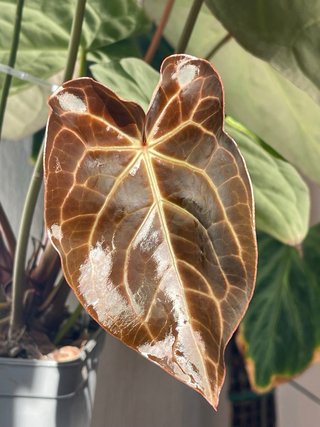 Anthurium Crystallinum grande