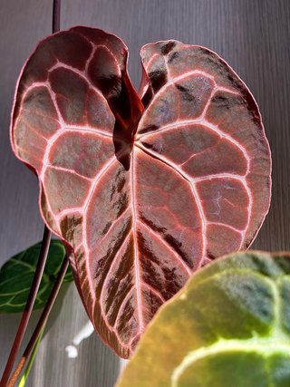 Anthurium Crystallinum grande