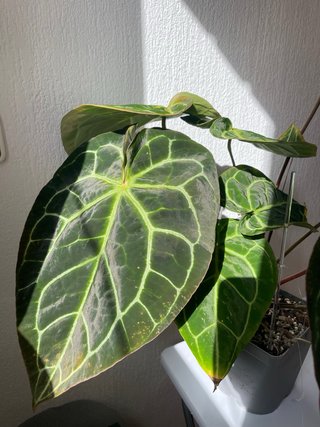 Anthurium Crystallinum grande