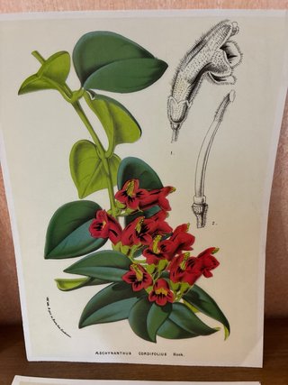 4 Láminas Botánicas y Marinas Vintage
