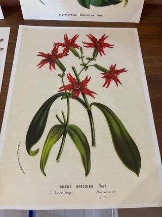 4 Láminas Botánicas y Marinas Vintage