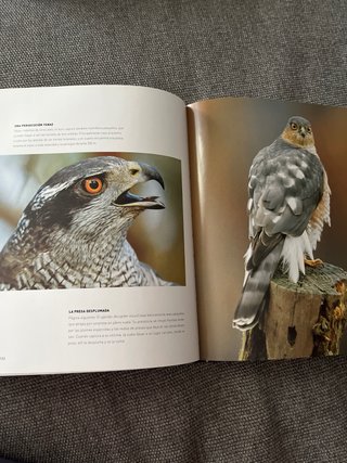 Aves rapaces
