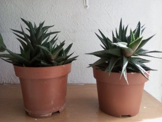 Pack 4 Plantas