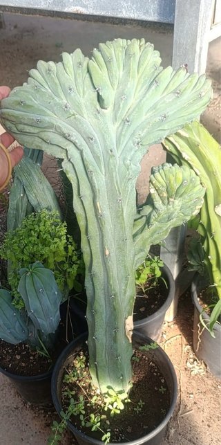 Myrtillocactus Crestato riservato edith