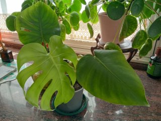 Costilla de Adán - Planta Monstera Deliciosa